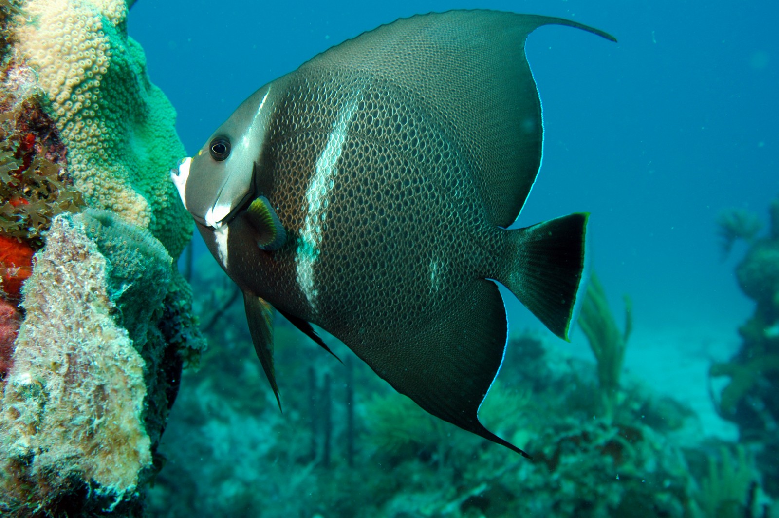 St. Barths Diving