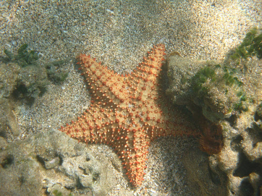 Nevis Diving