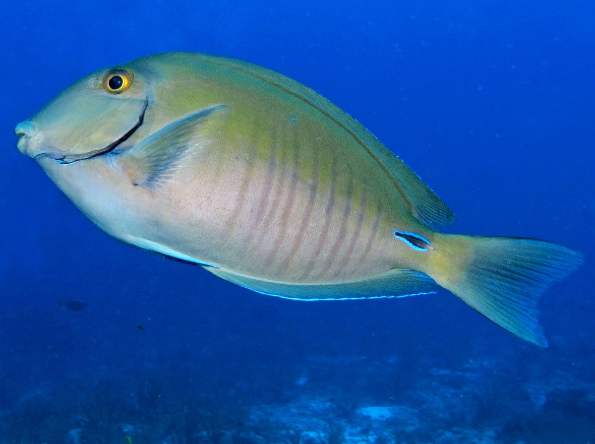 Caribbean Fish: Doctorfish