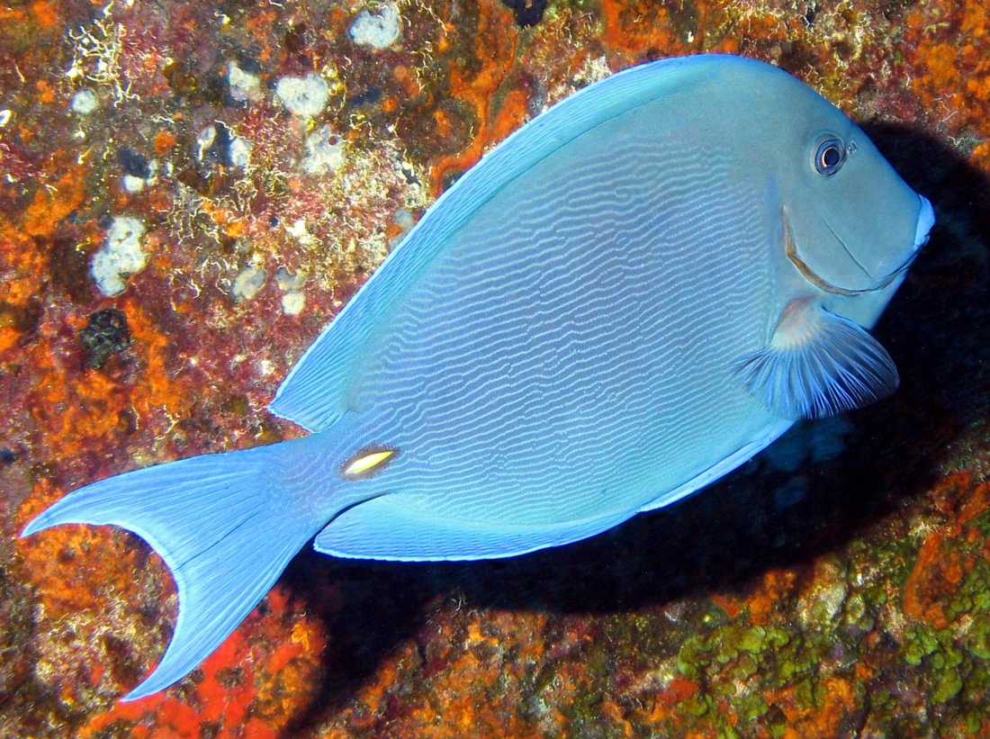 Caribbean Fish: Blue Tang
