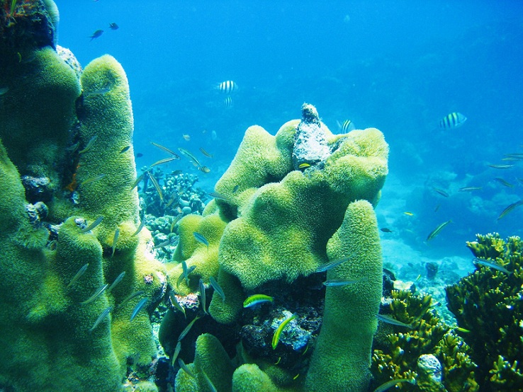 Exploring Corals While Snorkeling In Barbados