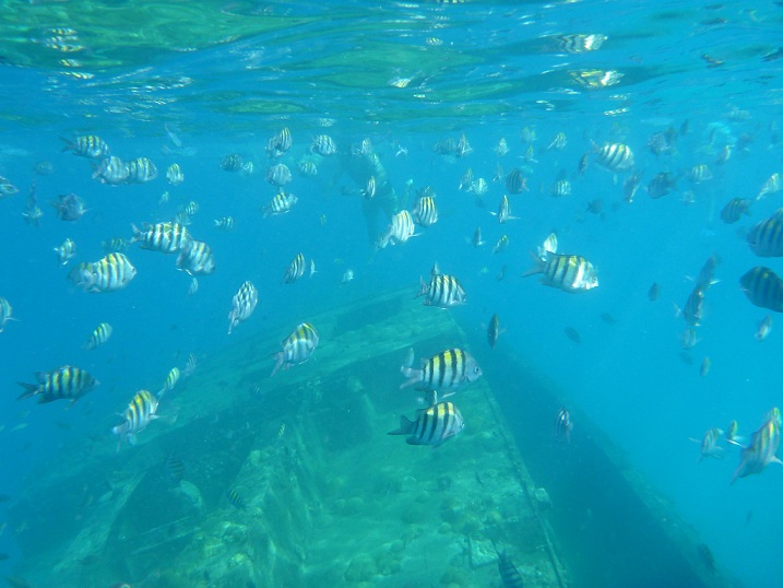 Barbados Snorkeling Shipwreck