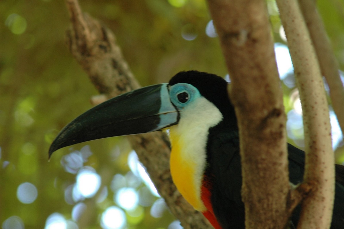 Caribbean Bird Watching