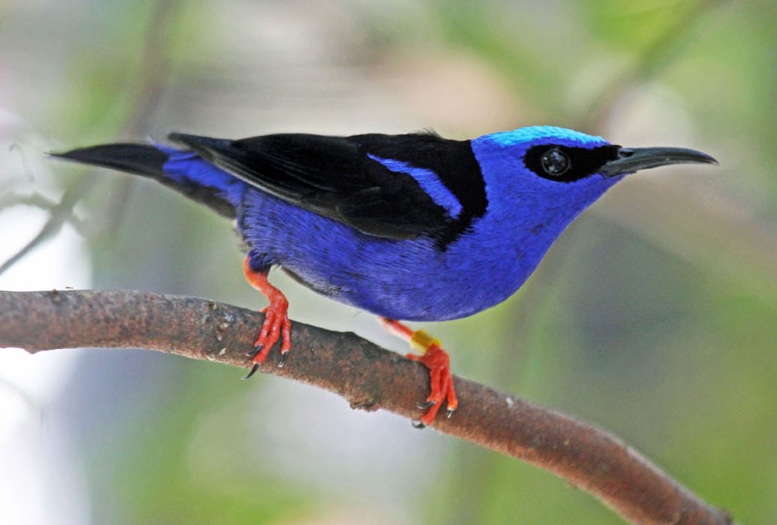 Caribbean Birding