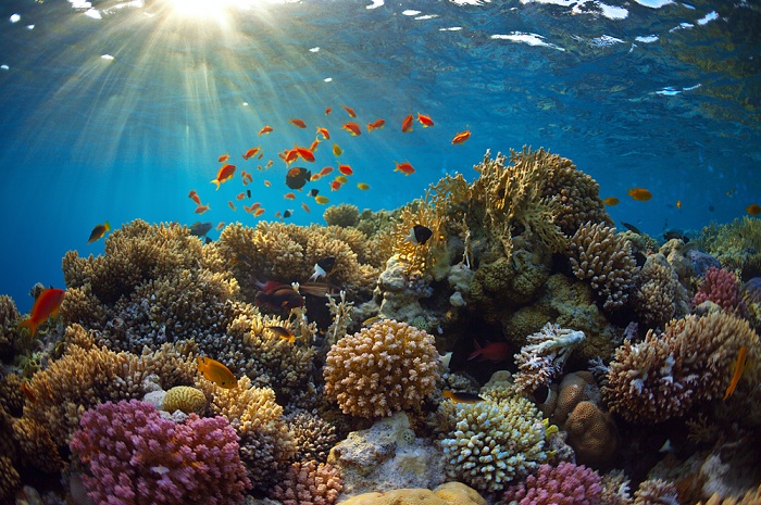Caribbean Coral Reefs