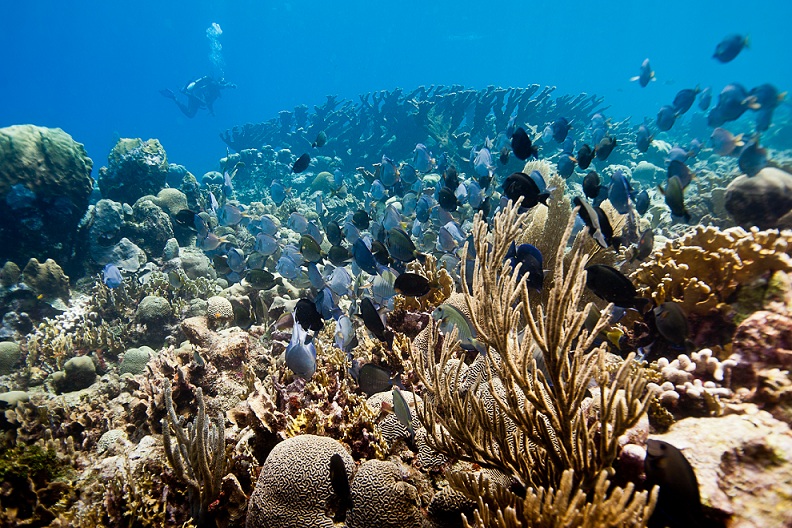 Coral Reefs in the Caribbean