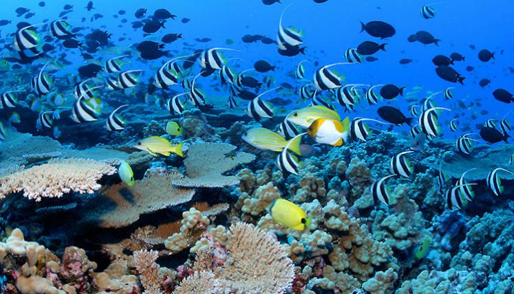Best Caribbean Coral Reefs