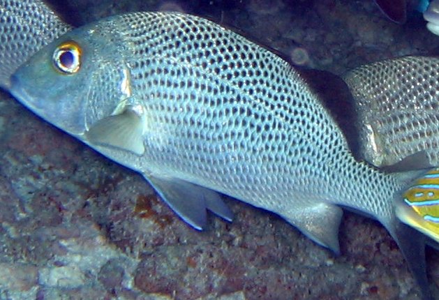 Caribbean Snorkeling Fish: Grunt