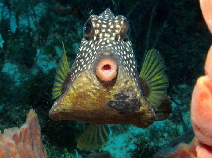 Caribbean Snorkeling Fish: Smooth Trunkfish