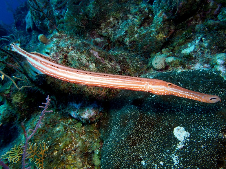 Caribbean Snorkeling Fish: Trumpetfish