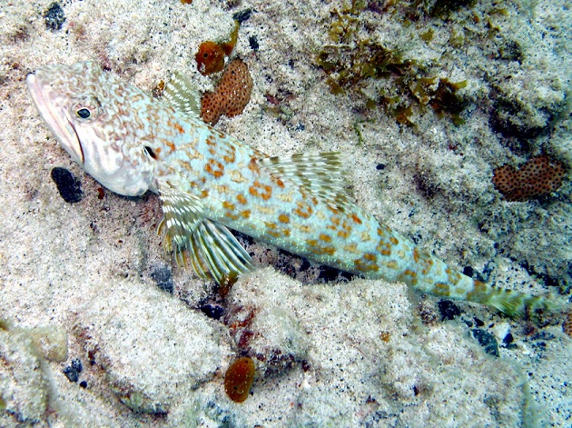 Caribbean Snorkeling Fish: Sand Diver