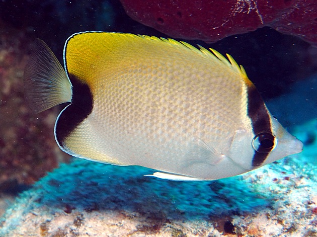 Caribbean Snorkeling Fish: Butterflyfish