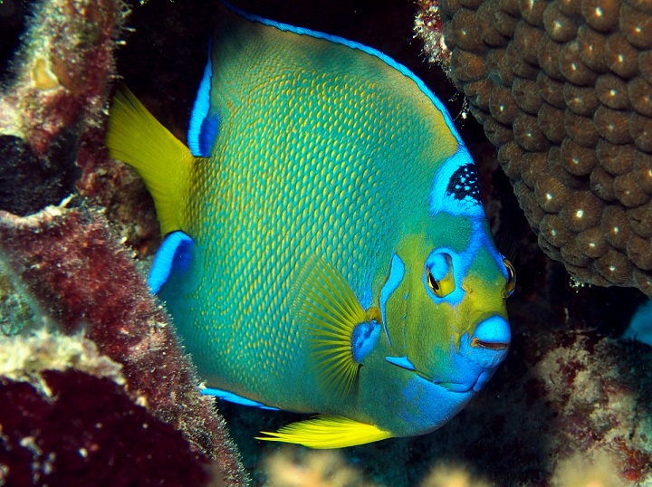 Caribbean Snorkeling Fish: Angelfish