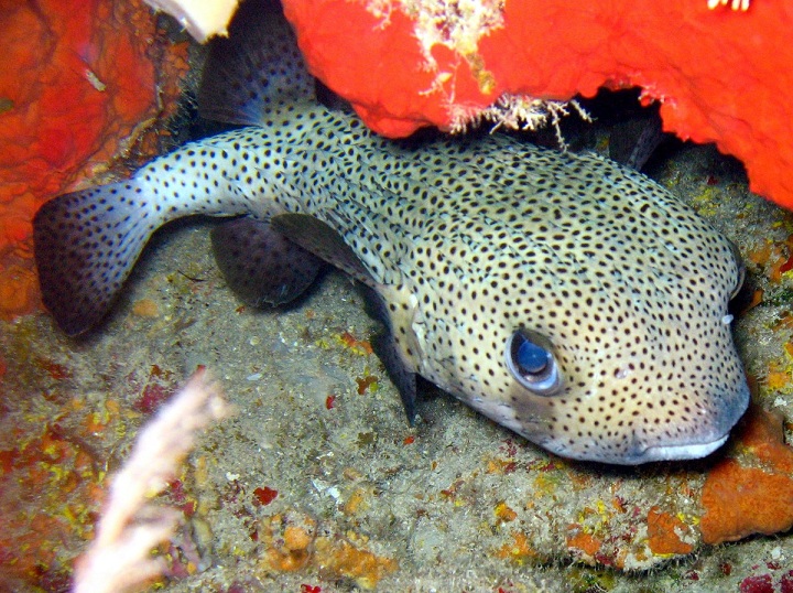 Caribbean Snorkeling Fish: Porcupinefish