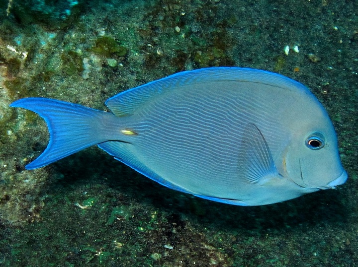  Most Vocal Caribbean Fish