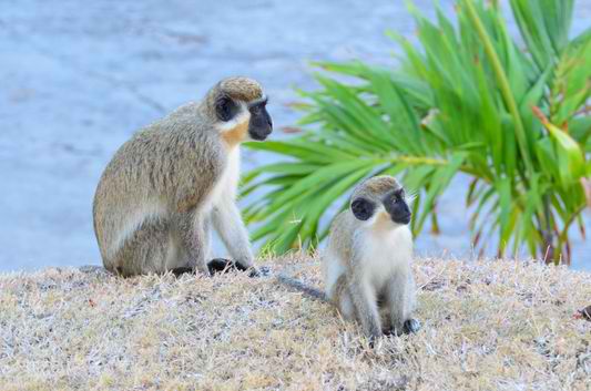 Rare Nevis Monkeys    : 5 Fun Things You Have To Do In Nevis Vacation