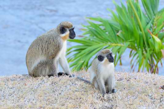 Rare Nevis Monkeys    : 5 Fun Things You Have To Do In Nevis Vacation