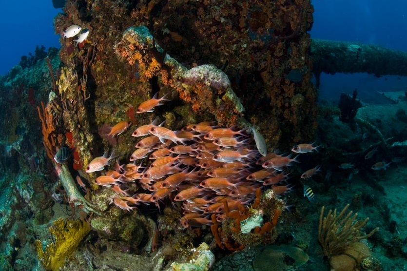 The Baths Diving