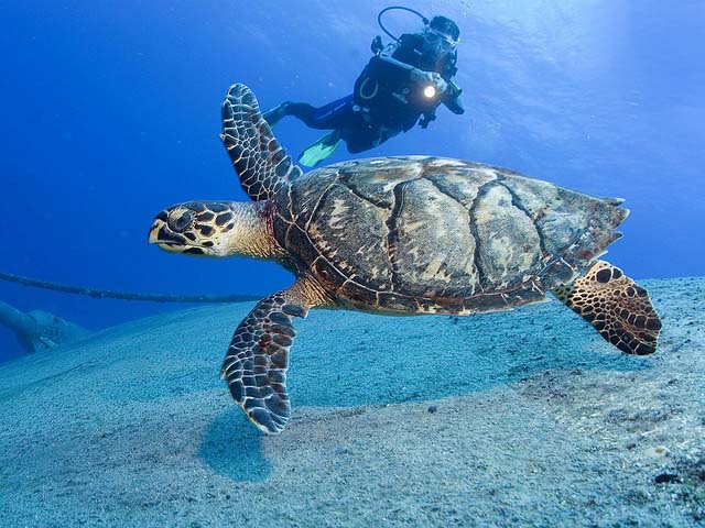 Nevis Diving   : 5 Fun Things You Have To Do In Nevis Vacation